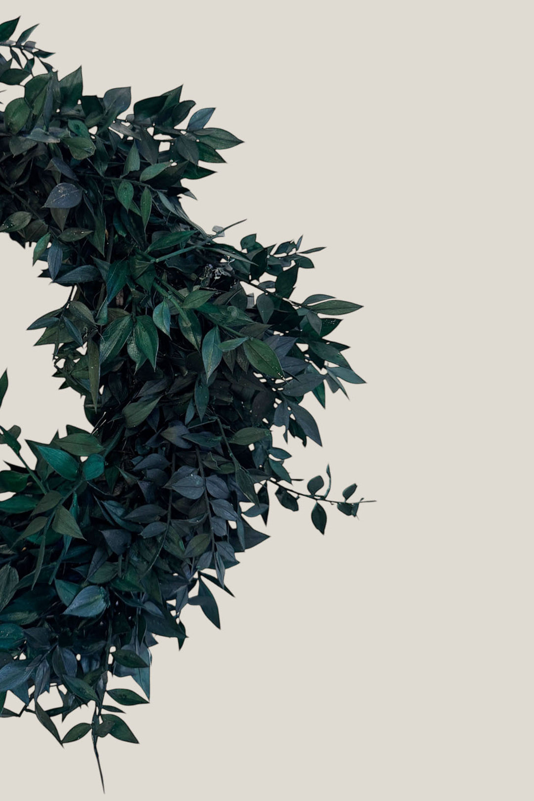 Corona ruscus + lazo